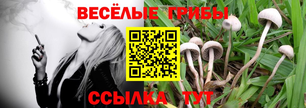 Псилоцибиновые грибы прущие грибы  цена   Новокуйбышевск  Вход с VPN 